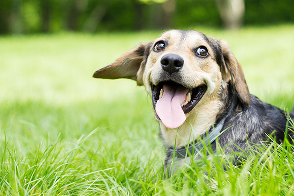 Careers Animal Refuge League of Greater Portland Maine