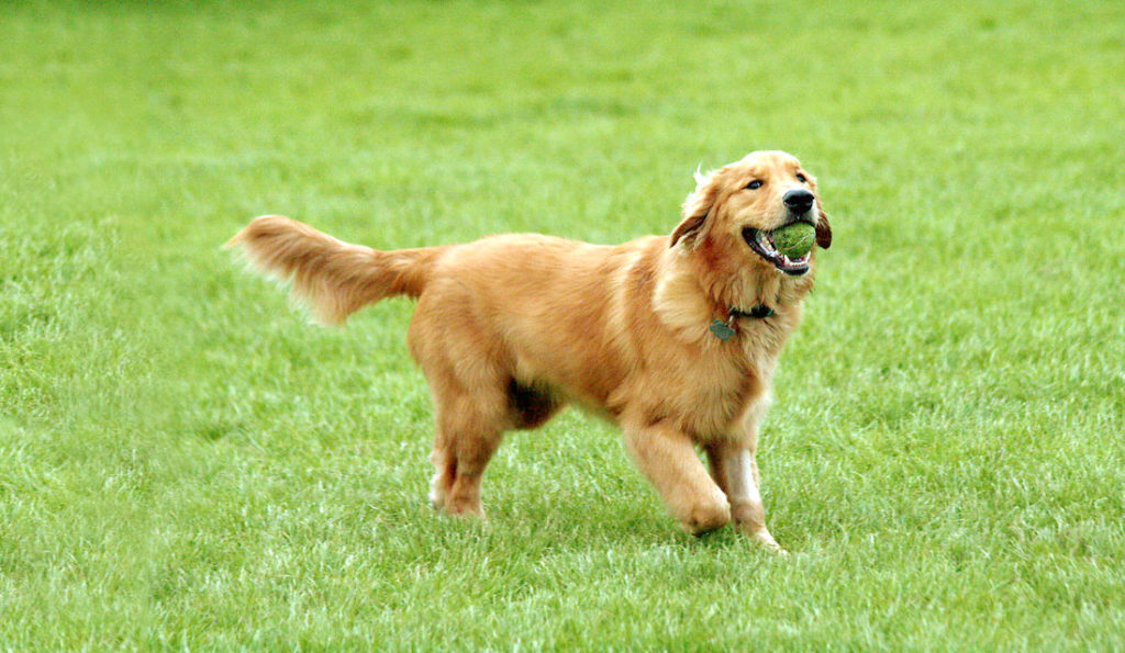 Our Wish Lists Animal Refuge League of Greater Portland Maine