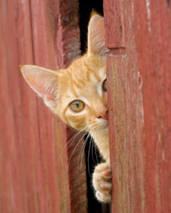 Adopt a Cat in Portland