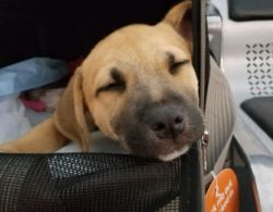We’re heading to Puerto Rico to save lives. Follow our journey…