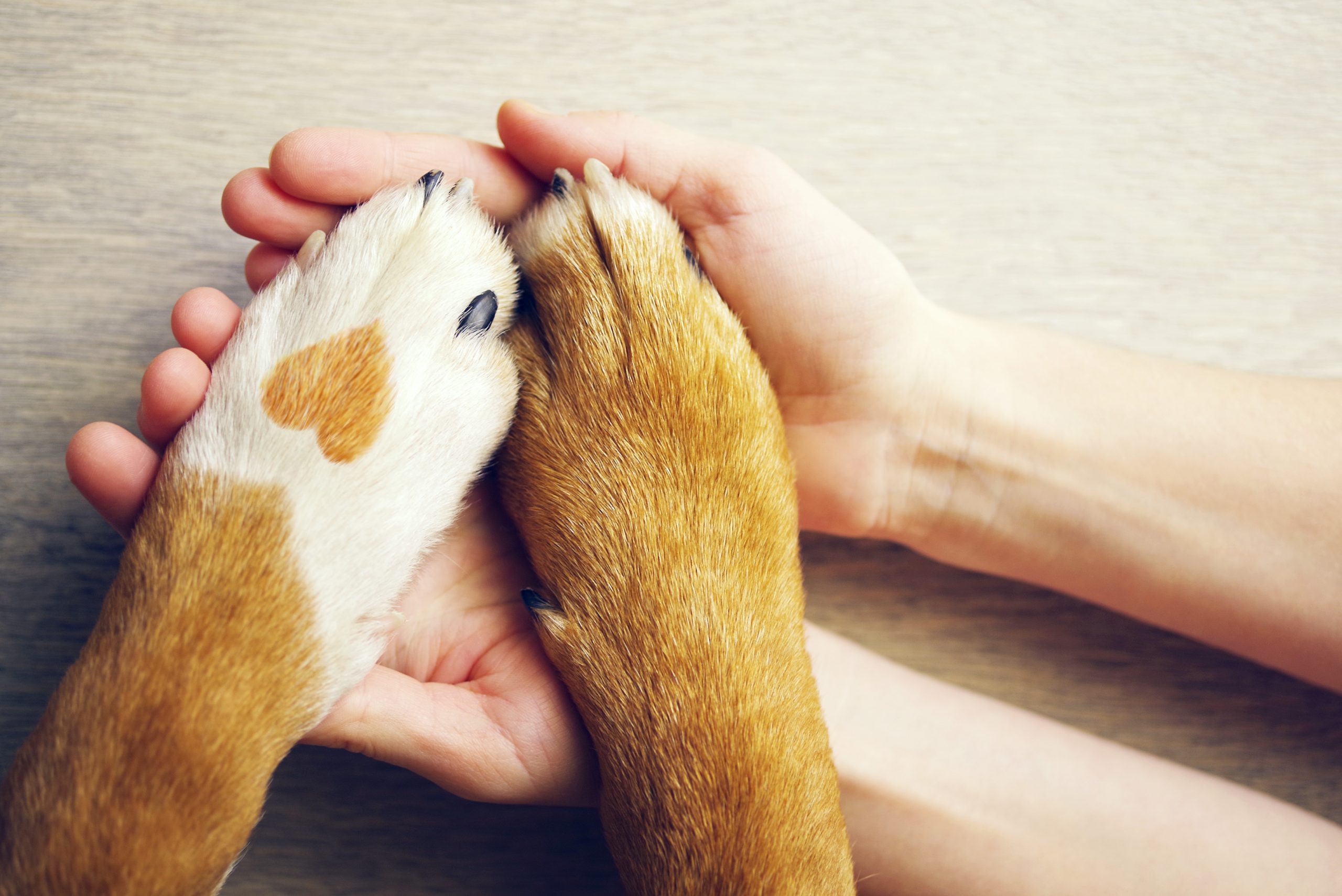 What Does It Mean When A Dog Paws Your Hand