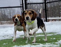 Three special beagles
