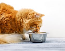 CAT FOOD URGENTLY NEEDED