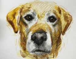 Pet Portrait Gallery