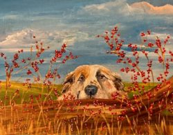 Pet Portrait Gallery